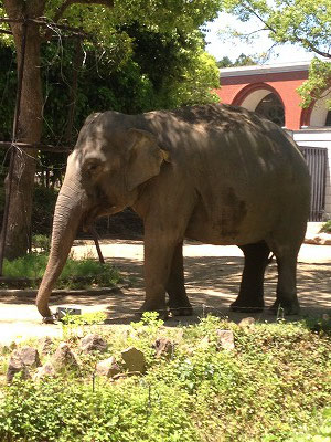 ズーラシアには70種類約400頭の動物がいるそうです！！まずお目にかかったのは悠然と歩いていたインド象さん。可愛い目をしてました(^^♪