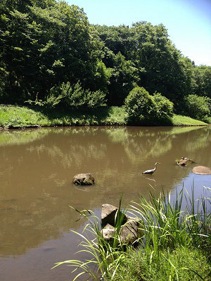 湧き水の大きな池にはサギ、亀は甲羅干し(笑)を見ることが出来、大変のどかな風景が見られました(^^♪