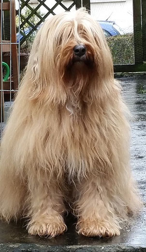 Tibet-Terrier-Hündin Srinagar Danda Bya-ra - 12 Jahre alt - Februar 2016