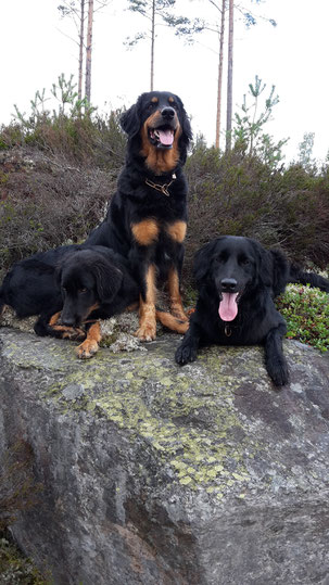 Flynn, Cayuga und Enya -Schwedenurlaub 2018