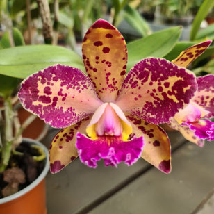 Cattleya Durigan