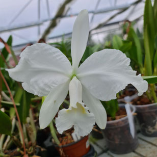 Cattleya lueddemanniana var. alba