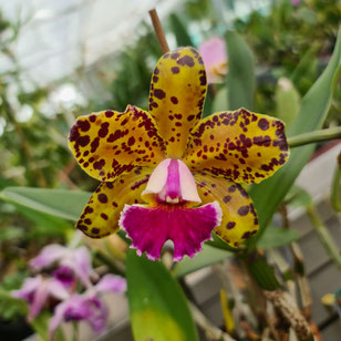 Cattleya Durigan