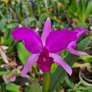 Cattleya lawrenceana