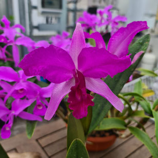 Cattleya lawrenceana