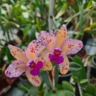 Cattleya amethystoglossa ff. aurea