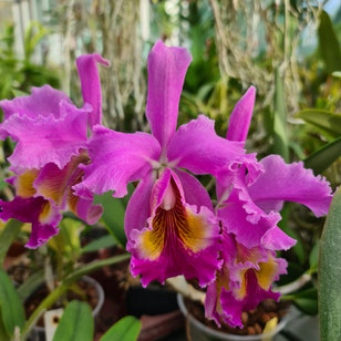 Cattleya Fabia color