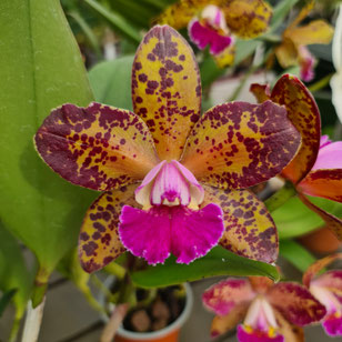 Cattleya Durigan