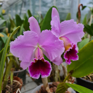 Cattleya percivaliana "Roxo Labio"