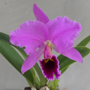 Cattleya percivaliana Summit x Oscura
