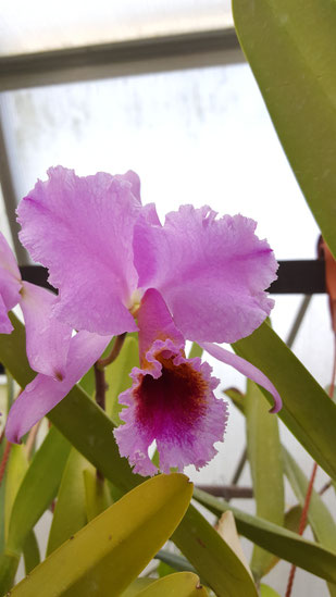 Cattleya percivaliana "Albert's"