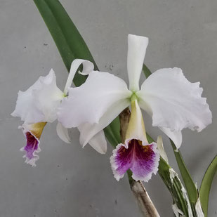 Cattleya percivaliana ff. semi-alba "Jewel"