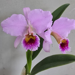 Cattleya percivaliana Henrique Graf x La Orquidea