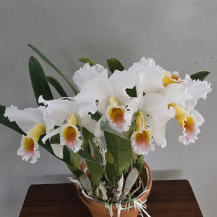 Cattleya percivaliana ff. albescens "Francisco"