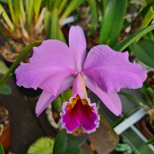 Cattleya percivaliana "Rubina" - Jungle Type