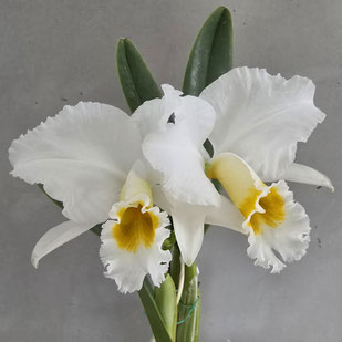 Cattleya percivaliana ff. alba "La Puerta"