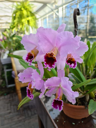 Cattleya percivaliana "Abuelita Elli" SM/DOG