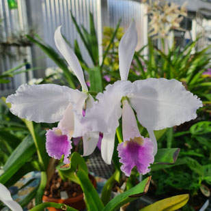 Cattleya trianae ff. coerulea Colombia