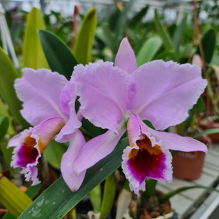 Cattleya percivaliana "Divina"