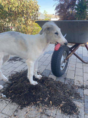 BARSOI und SCOTTISH DEERHOUND Zucht in Deutschland grenznah zu Luxemburg.