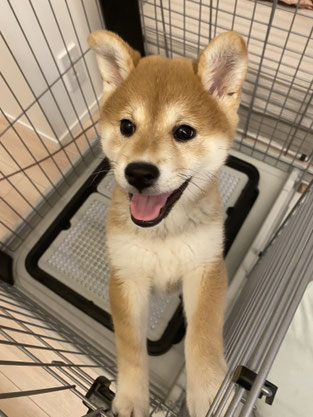 犬のしつけ教室　犬のしつけ悩み相談　ドッグトレーニング