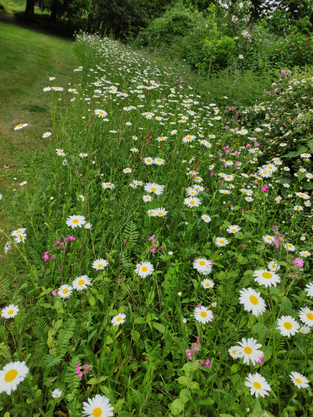 Unsere Wildblumenwiese iMi-solo