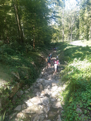 Die Käfersammlung Bild: NABU Neulingen