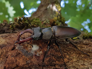 Hirschkäfer-Männchen (Foto: Weigand Naumann)
