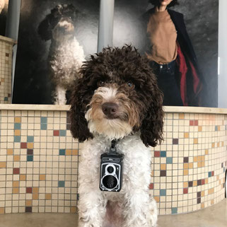 Fotostudio Stuttgart Studiohund Flash