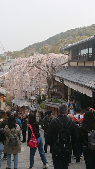 清水寺　三年坂の枝垂れ桜