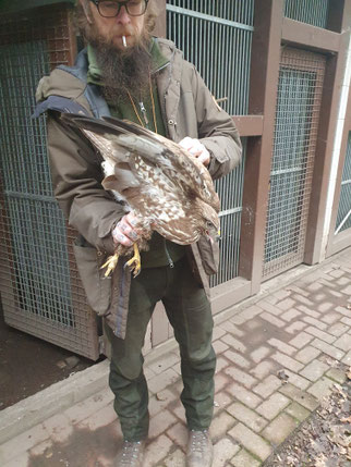 Mäusebussard