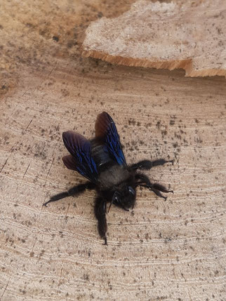 Sebastian Nawrodt hat am 28. März im Kroppental bei Naumburg eine Blaue Holzbiene entdeckt.