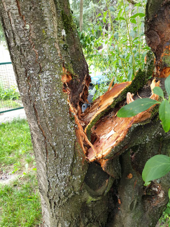 Baumkontrolle, gebrochener Pflaumenbaum
