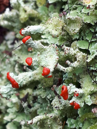 © Johannes Bradtka: Caldonia digitata