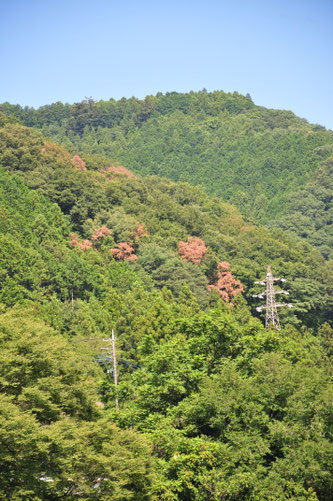 ナラ枯れの山・２０２１年８月の神奈川県相模原市