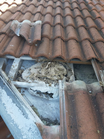 désinsectisation de toiture 