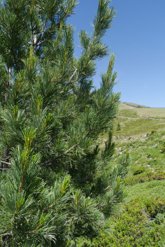 Zirebnbaum