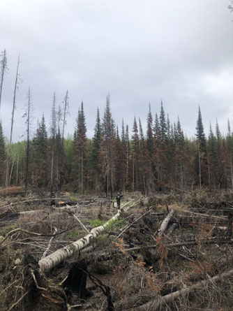 La forêt, parfois sauvage et impénétrable, toujours un défi pour trouver des morilles.