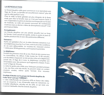 Guadeloupe évasion découverte observation baleines dauphin ho