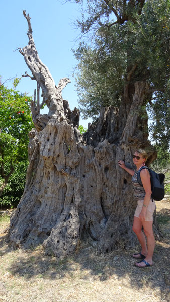 De oudste olijfboom van Samos.