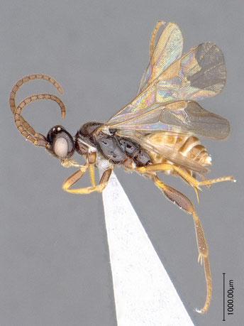 Paroplitis japonicus Fujie & Fernandez-Triana, 2020