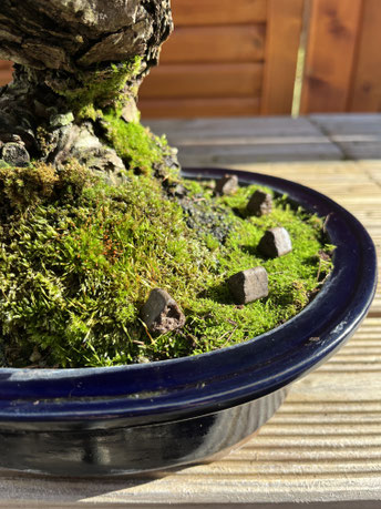 Bonsai Dünger Organisch