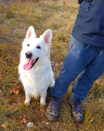 Photo d'une meute pour Dog'N'Co Educateur canin, Conseil comportemental, Médiation animale en Haute Marne