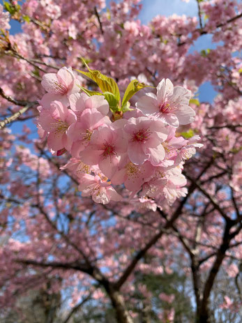 緋寒桜　意識が現実を創る