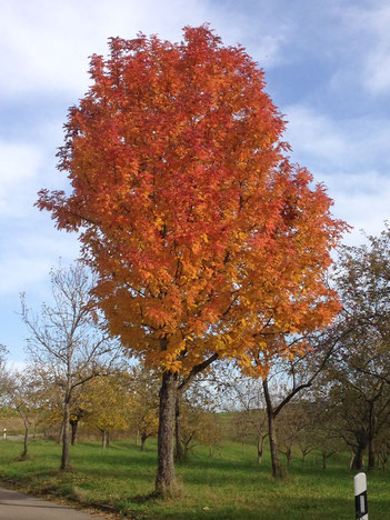 Speierling mit Herbst-Färbung