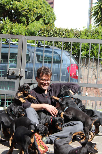 Val di Vetro Dobermann, Cuccioli disponibili, Allevamento Dobermann