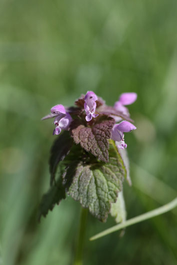 Rote Taubnessel – Lamium purpureum