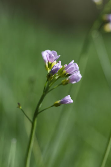 Wiesenschaumkraut – Cardamine pratensis