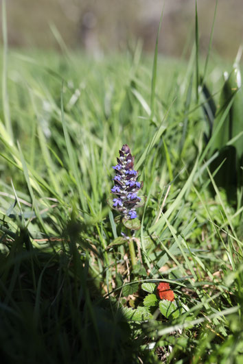 Kriechender Günsel – Ajuga reptans