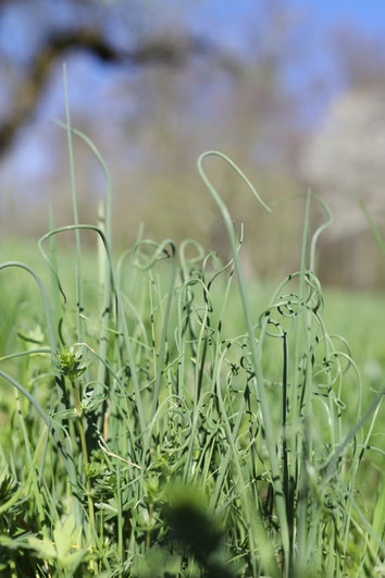 Schnittlauch – Allium schoenoprasum